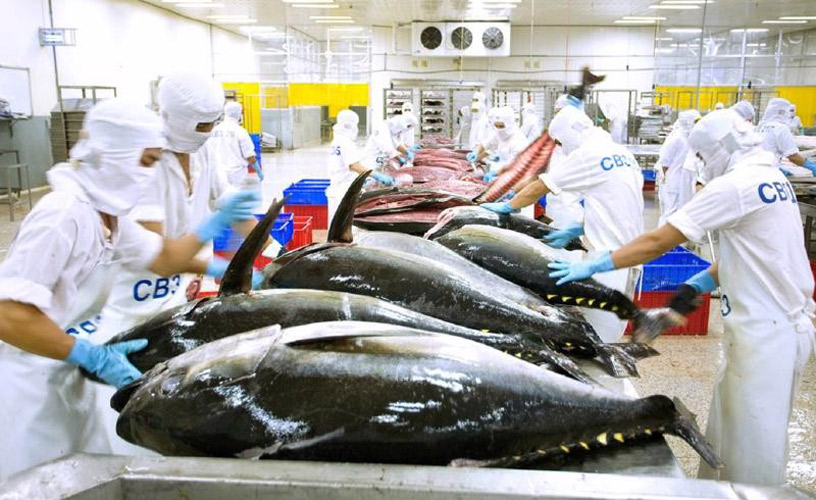 Headway JSC Increases The Competitiveness Of Tuna Exports To The US And U.A.E Markets