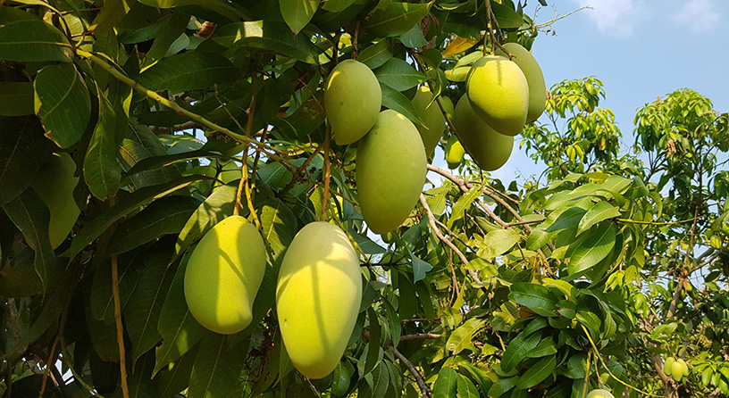 Headway JSC Has Successfully Deployed The Cambodian Mango Route To China, Through Vietnam Border Gate.