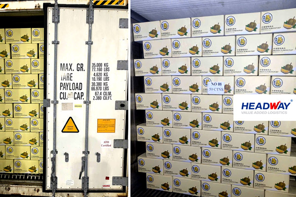 Headway JSC Optimizes The Export Supply Chain For 580 Tons Of Vietnamese Durian Shipped To The US In Q1.2026