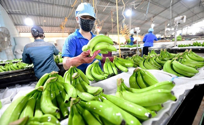 Headway JSC Handles Reefer Container Shipment For Fresh Banana Exports To China